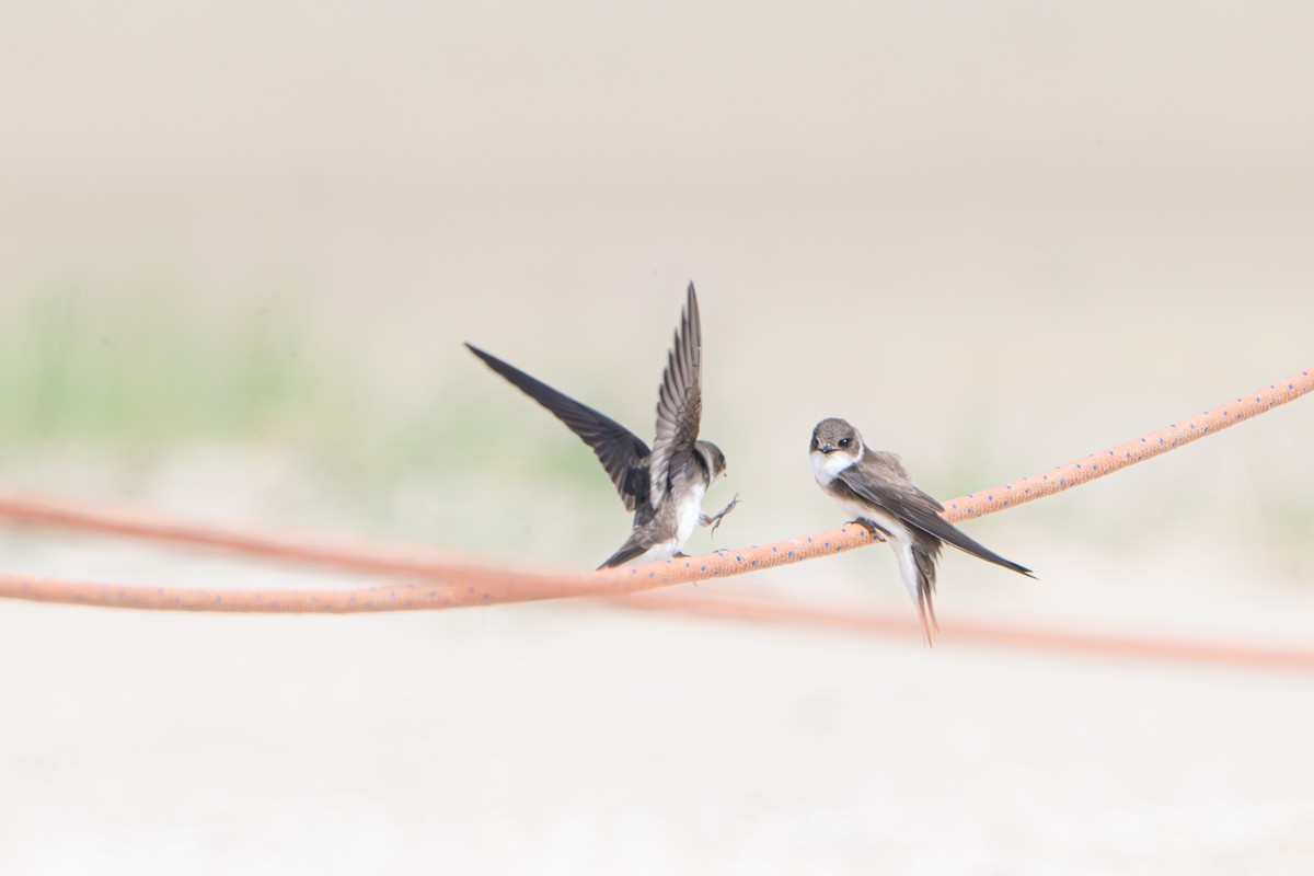 Bank Swallow - Guido Van den Troost