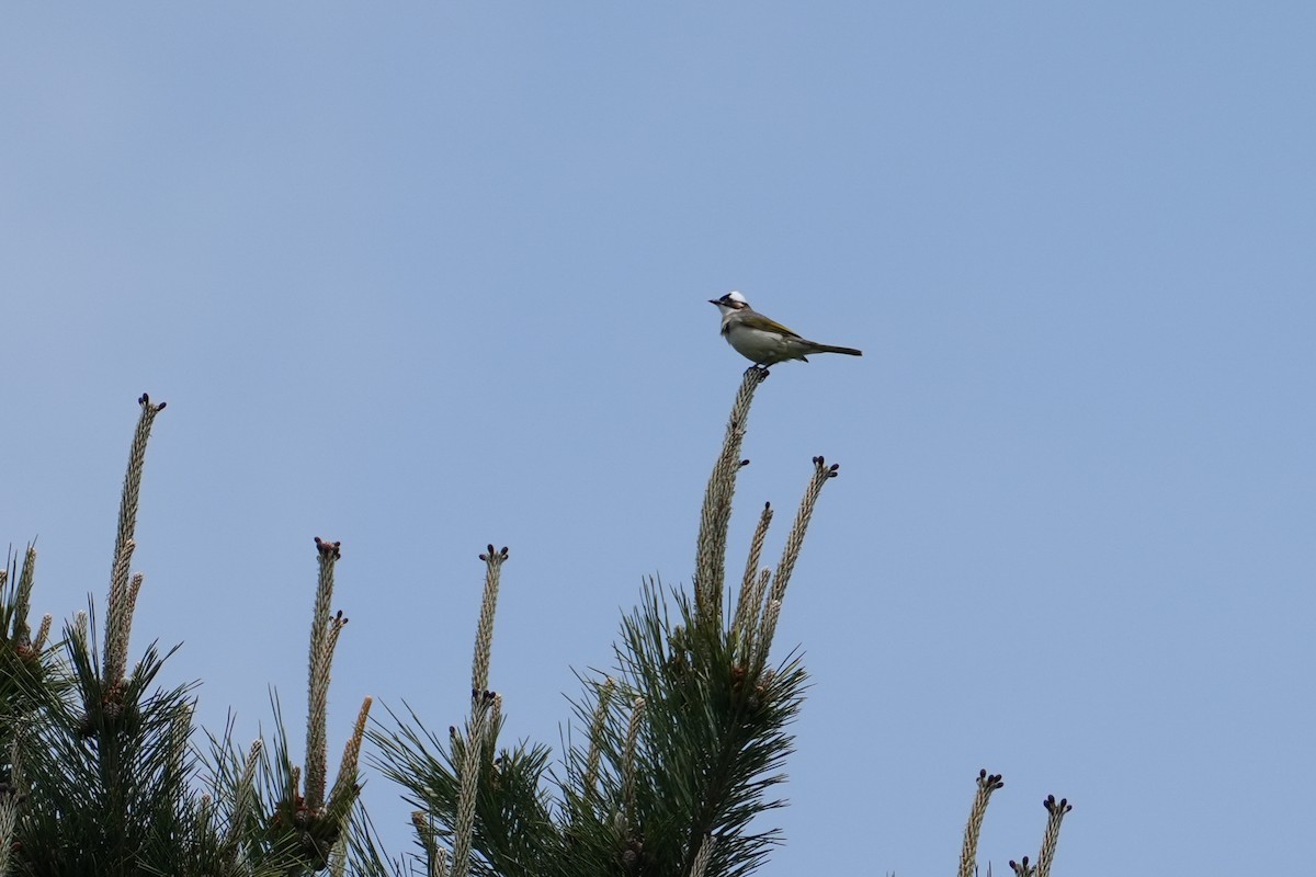 Light-vented Bulbul - Fran Kim