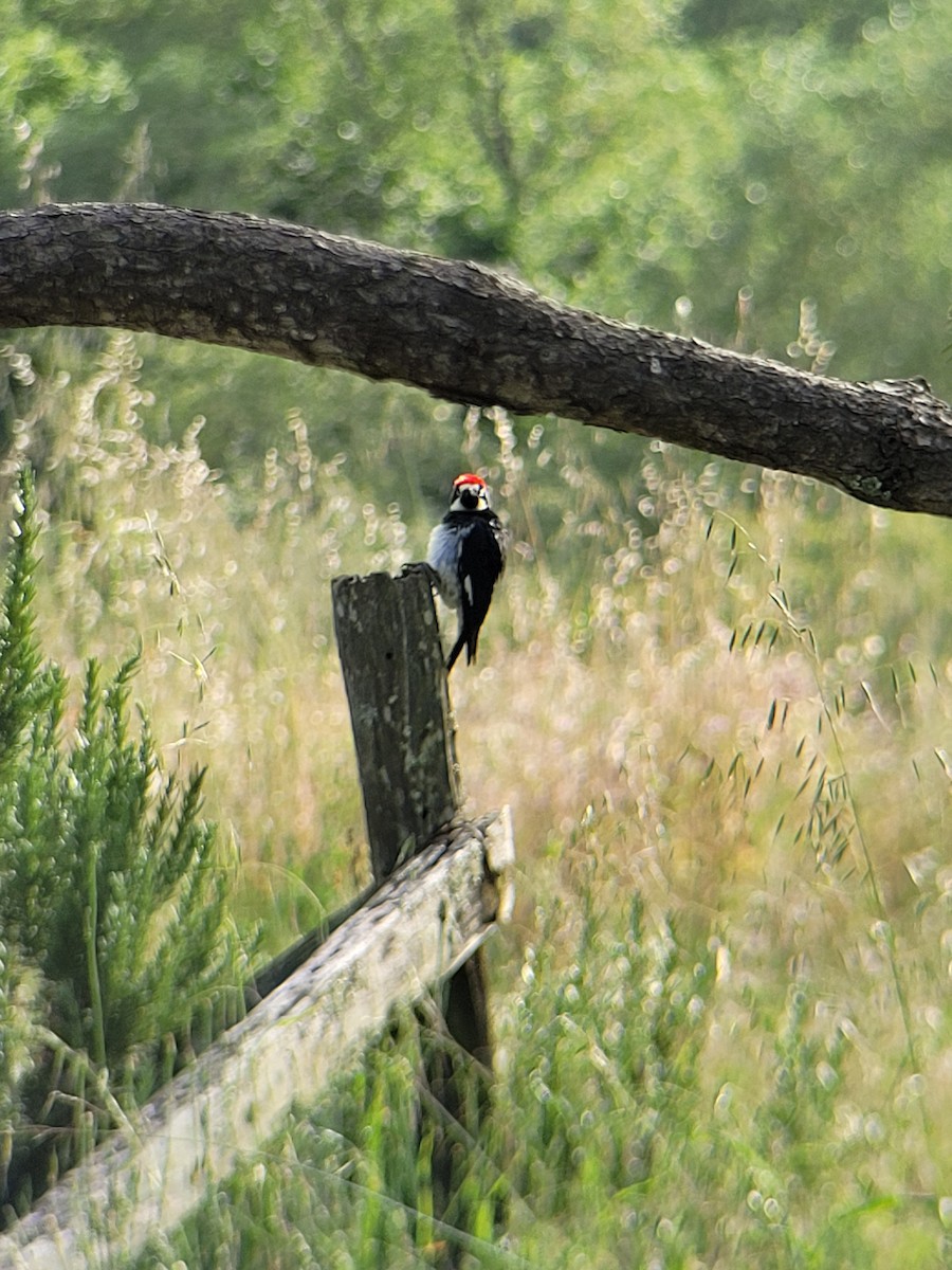 Acorn Woodpecker - Clayton  Rucker