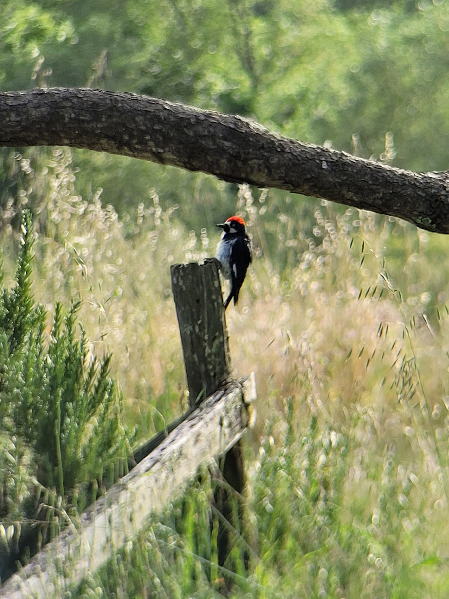 Acorn Woodpecker - Clayton  Rucker