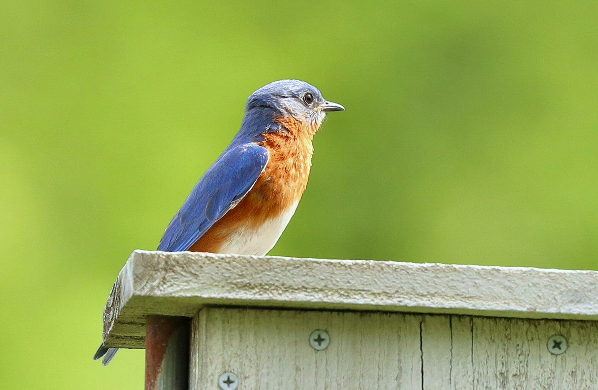 Eastern Bluebird - Grace Green