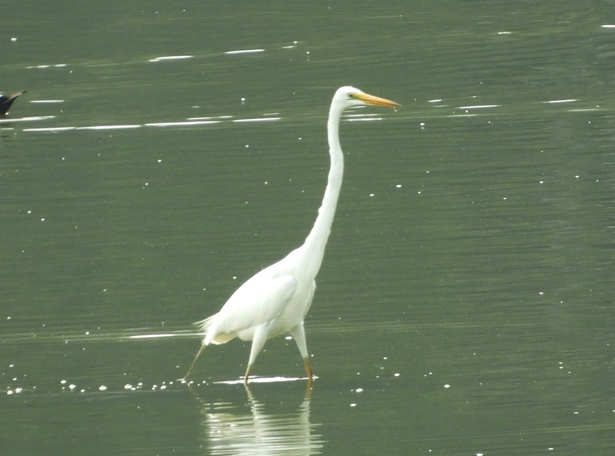 Great Egret - Manju Sinha