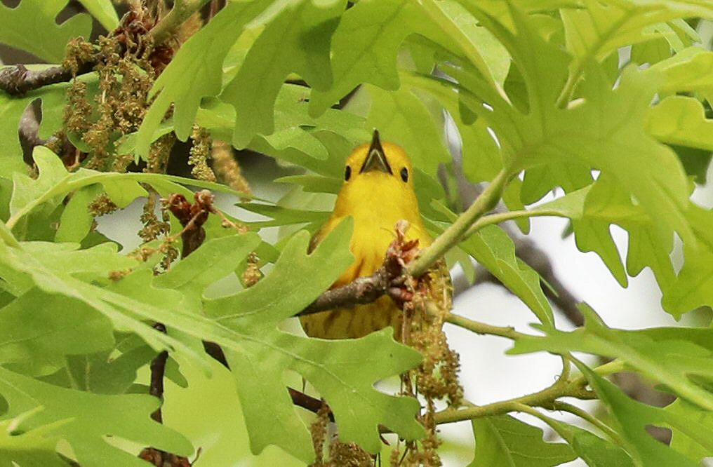 Yellow Warbler - ML619526379