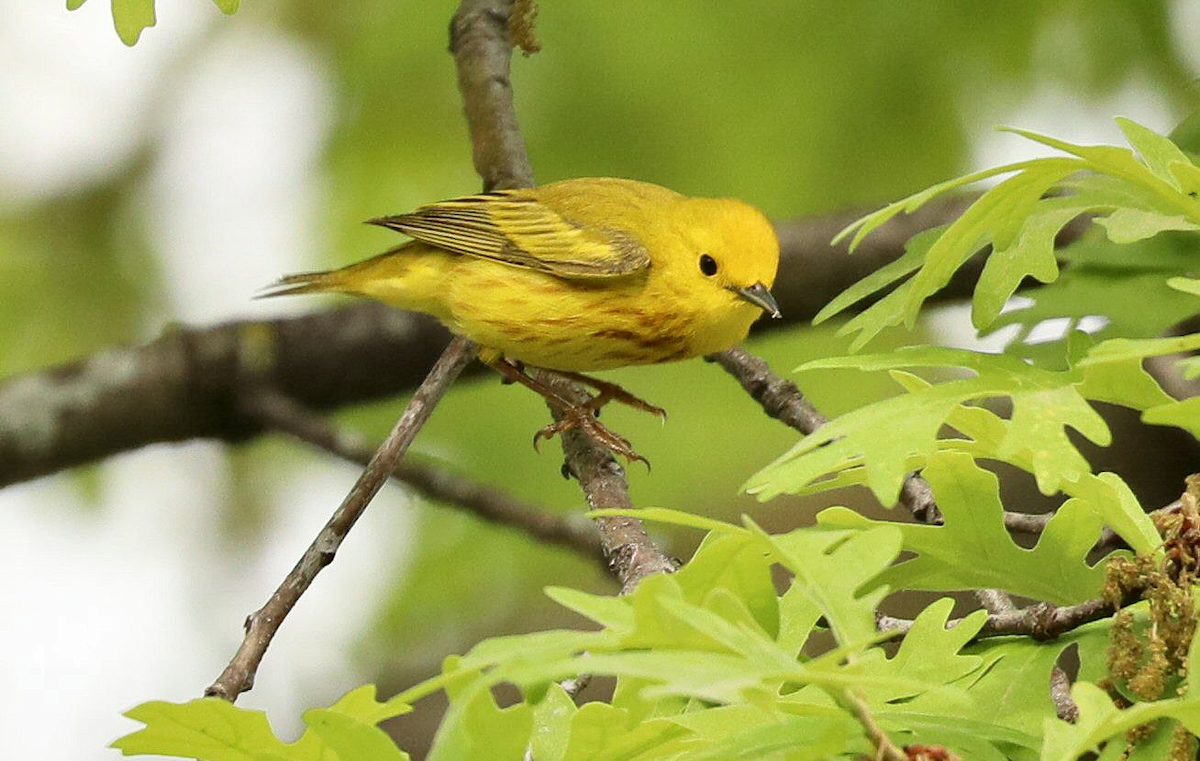 Yellow Warbler - Grace Green