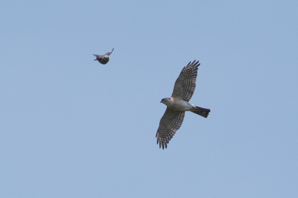 Eurasian Sparrowhawk - Fran Kim