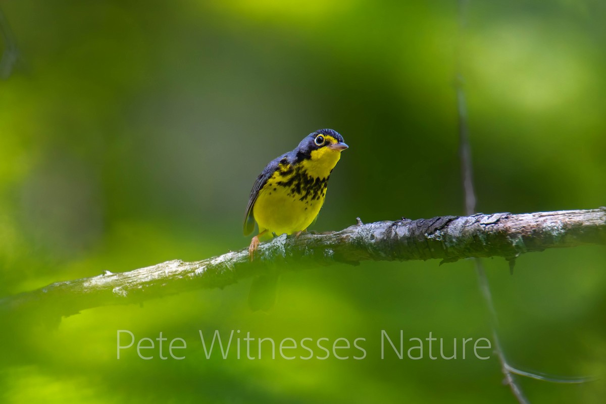 Canada Warbler - Peter Welsh