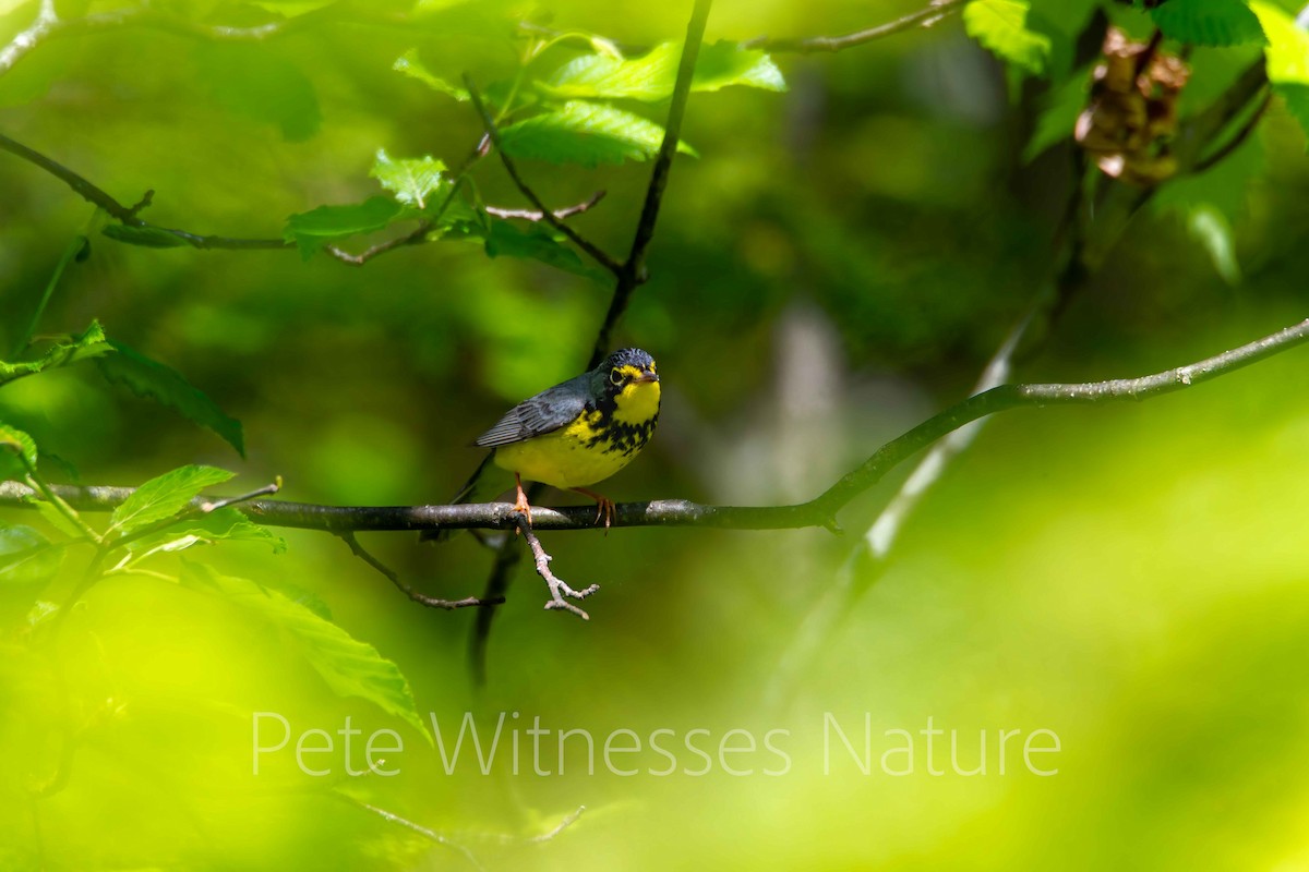 Canada Warbler - Peter Welsh
