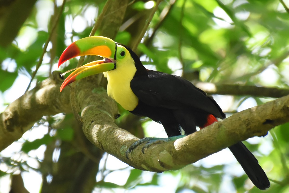 Keel-billed Toucan - Bruce Mast