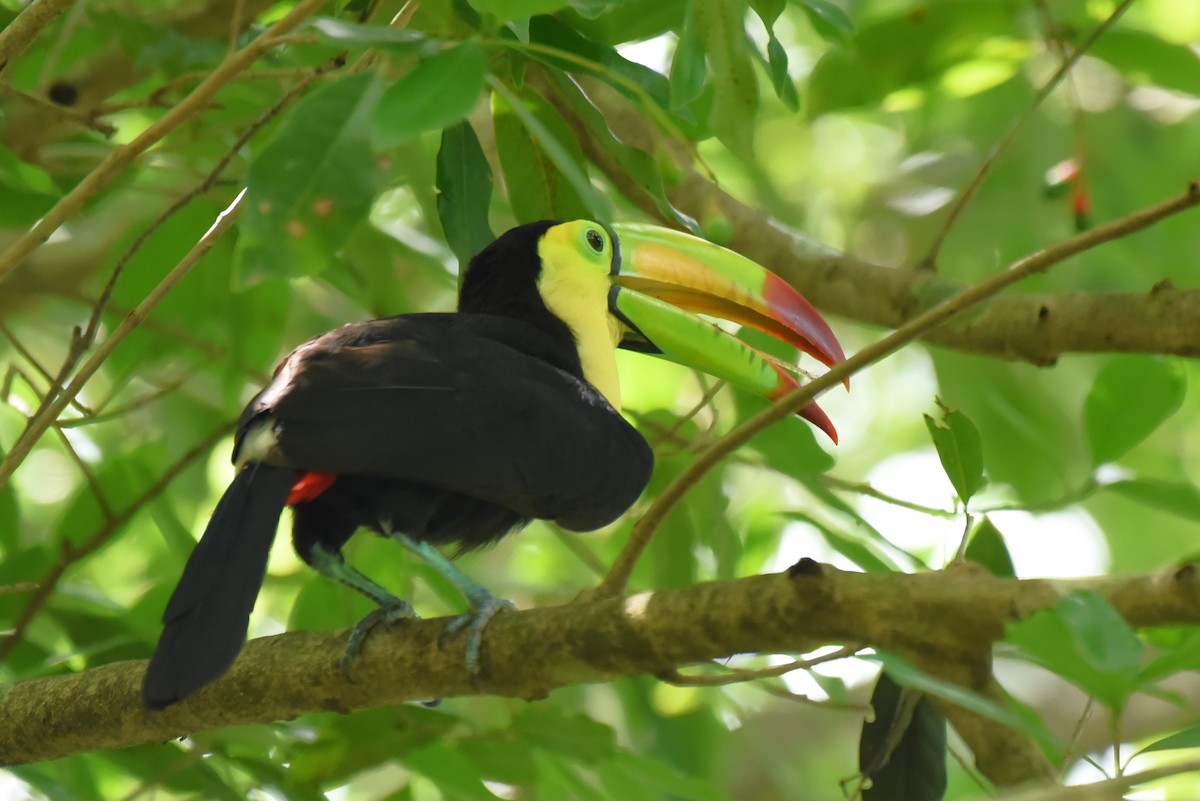 Keel-billed Toucan - Bruce Mast