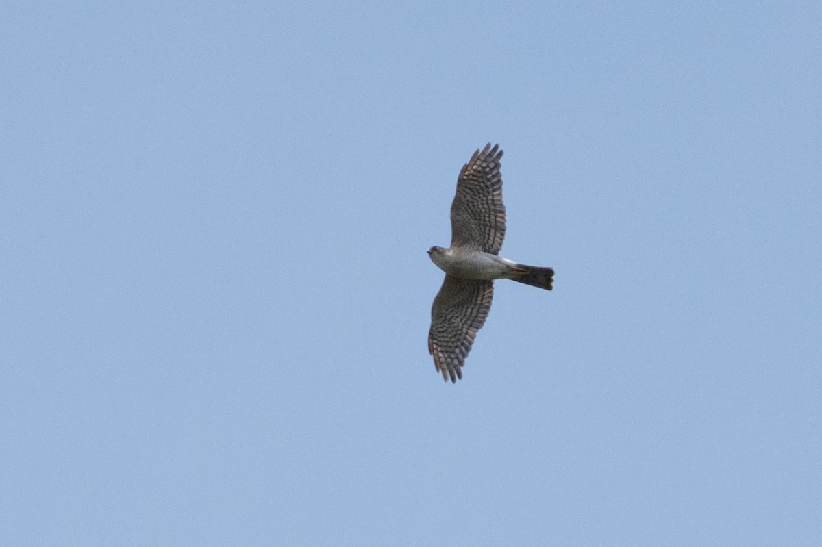 Eurasian Sparrowhawk - Fran Kim