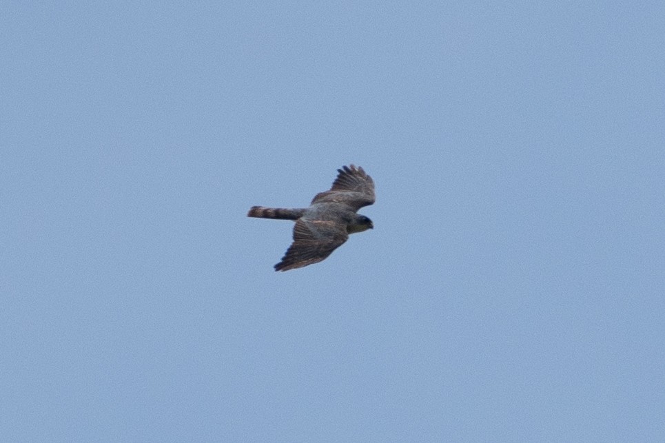 Eurasian Sparrowhawk - Fran Kim