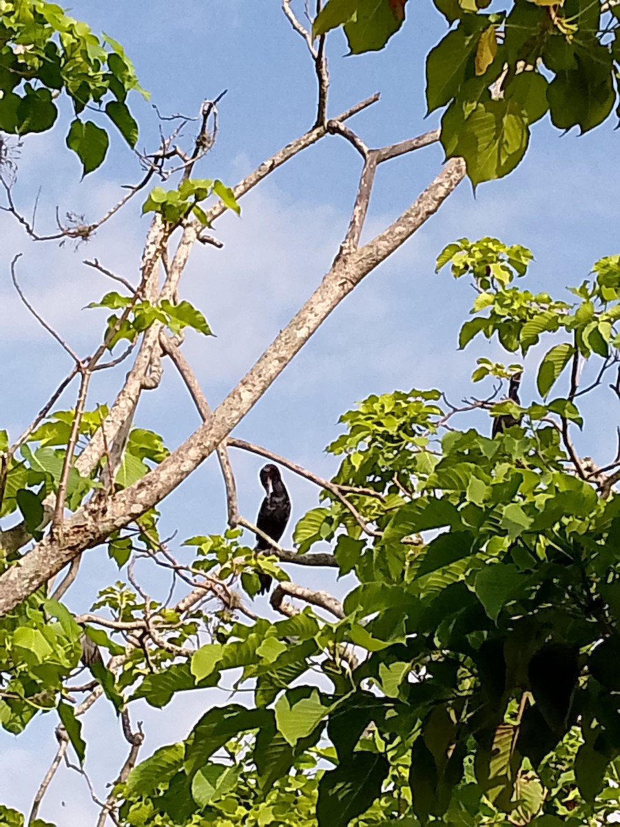 Neotropic Cormorant - Rafael Hernandez