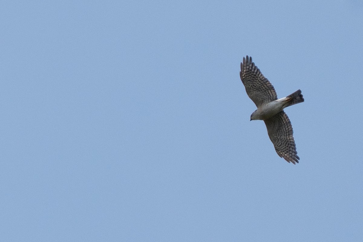 Eurasian Sparrowhawk - Fran Kim