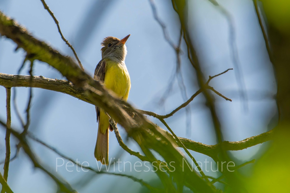 Great Crested Flycatcher - Peter Welsh