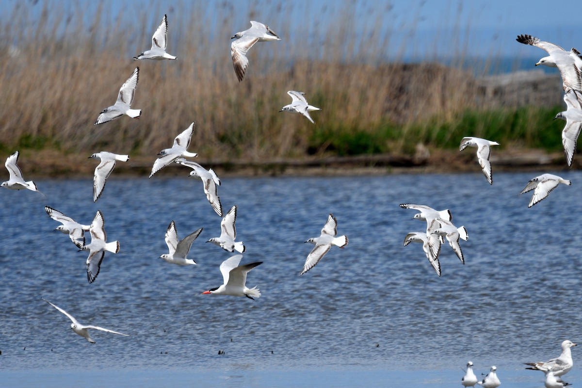 Bonaparte's Gull - Joel Trick