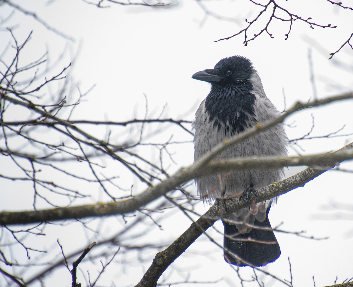 Hooded Crow - ML619526415