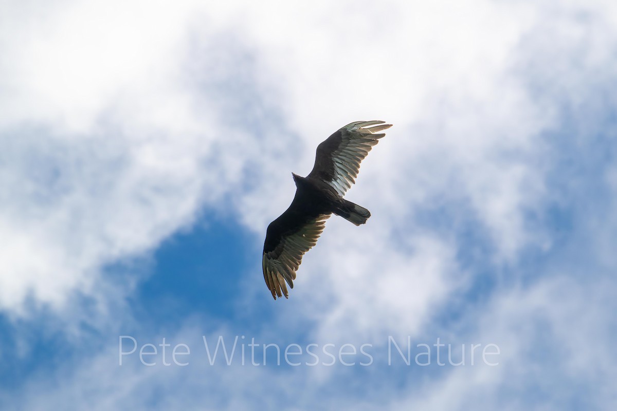 Turkey Vulture - ML619526417