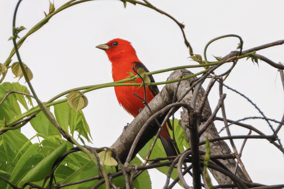 Scarlet Tanager - Scott Young