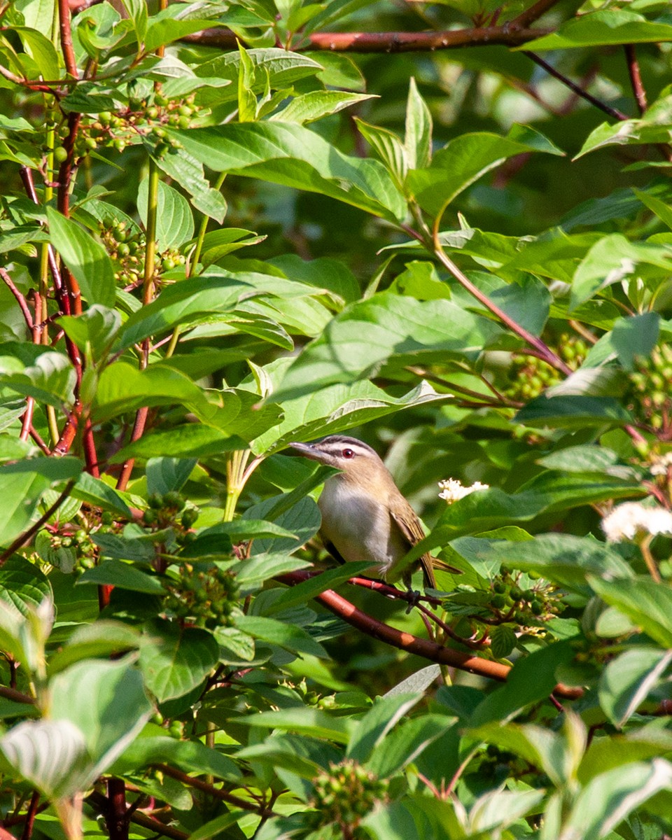 Red-eyed Vireo - Pamela Steiner