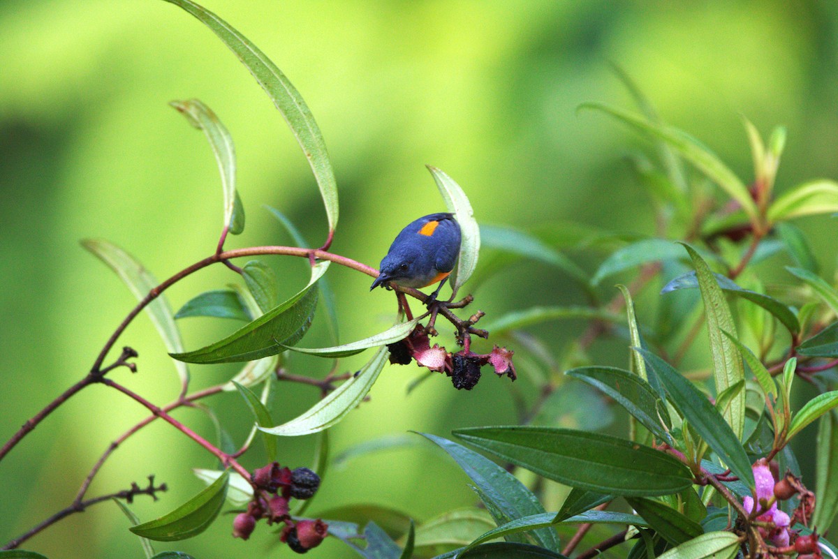 Orange-bellied Flowerpecker - ML619526440