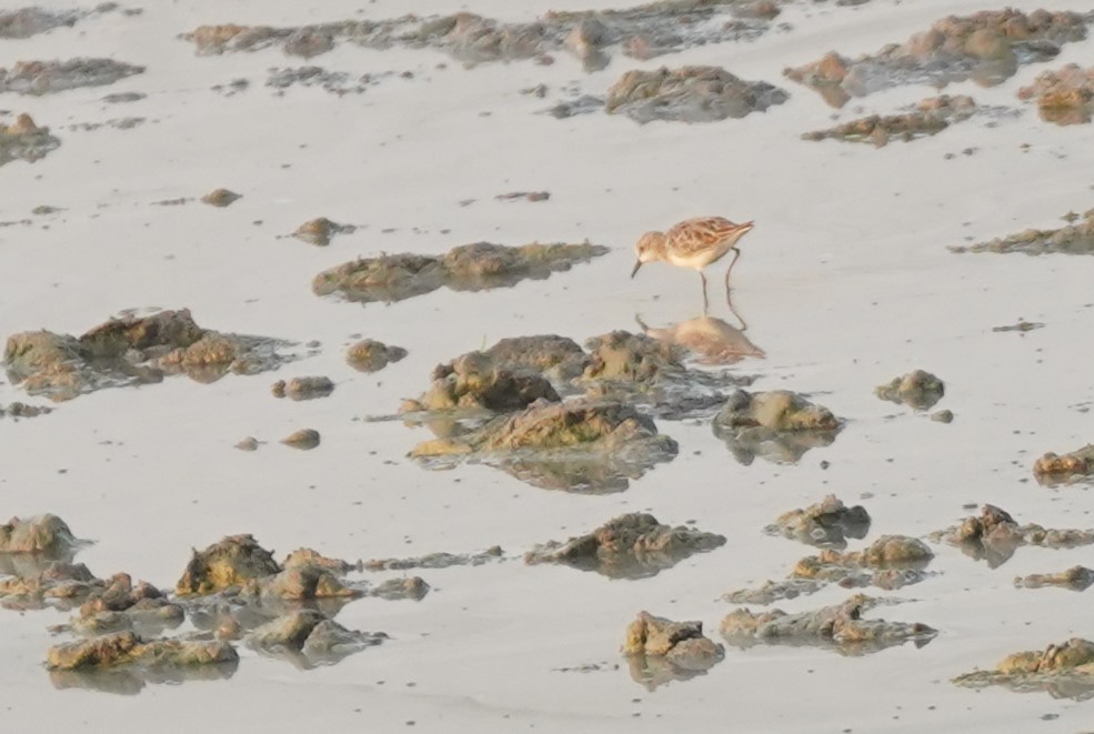 Little Stint - John Daniel