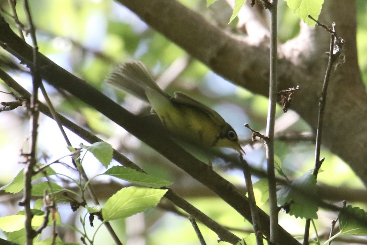 Canada Warbler - Eli Weber