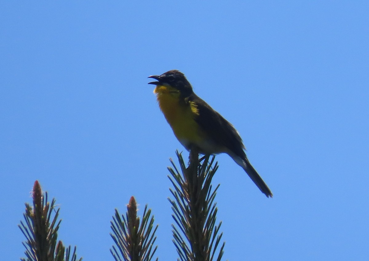 Yellow-breasted Chat - Joan Mashburn