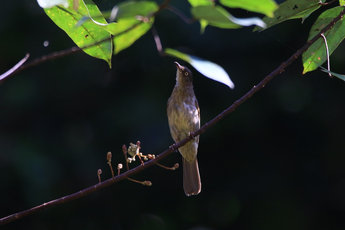 Cream-vented Bulbul - Belinda ML Wong