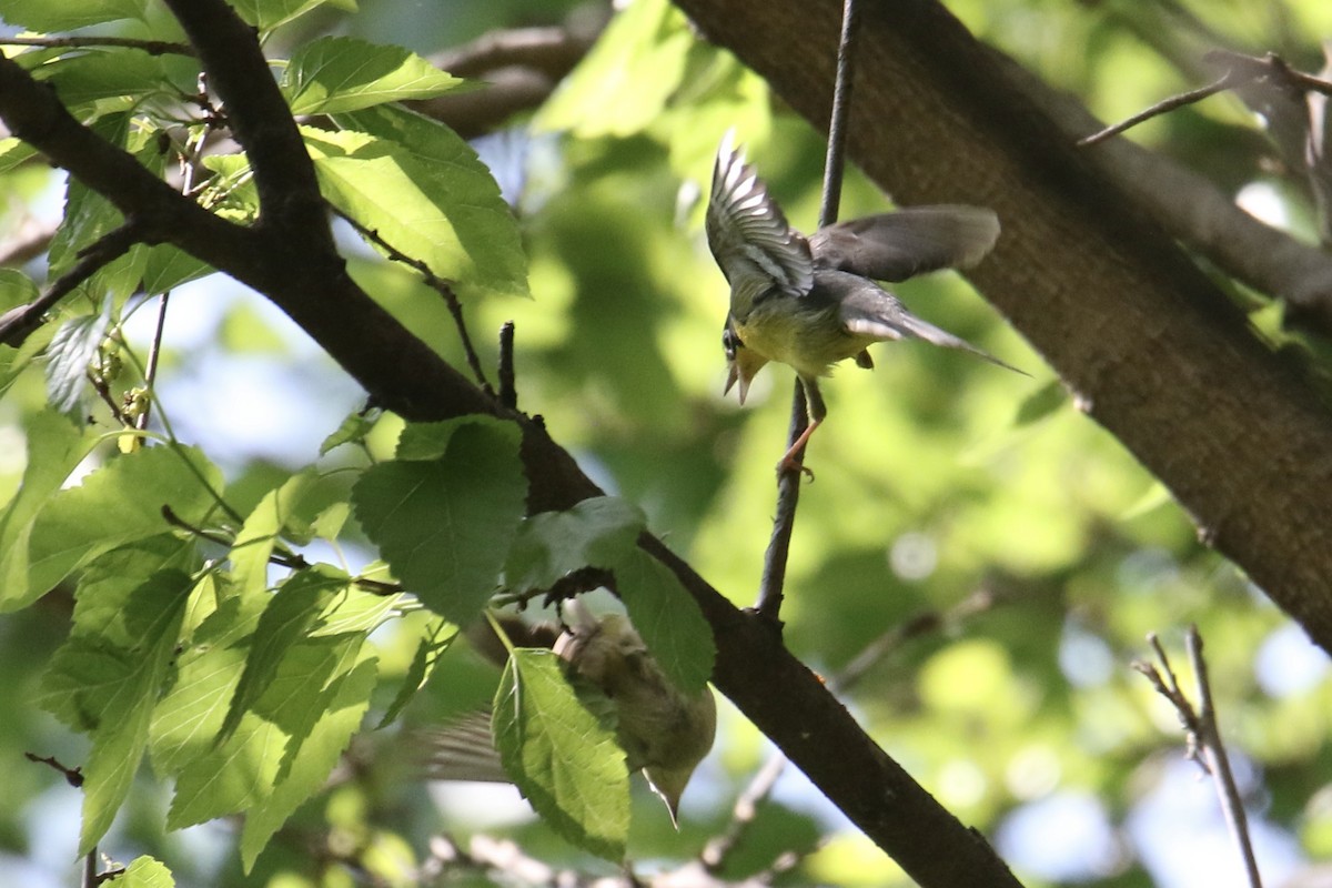 Canada Warbler - ML619526447