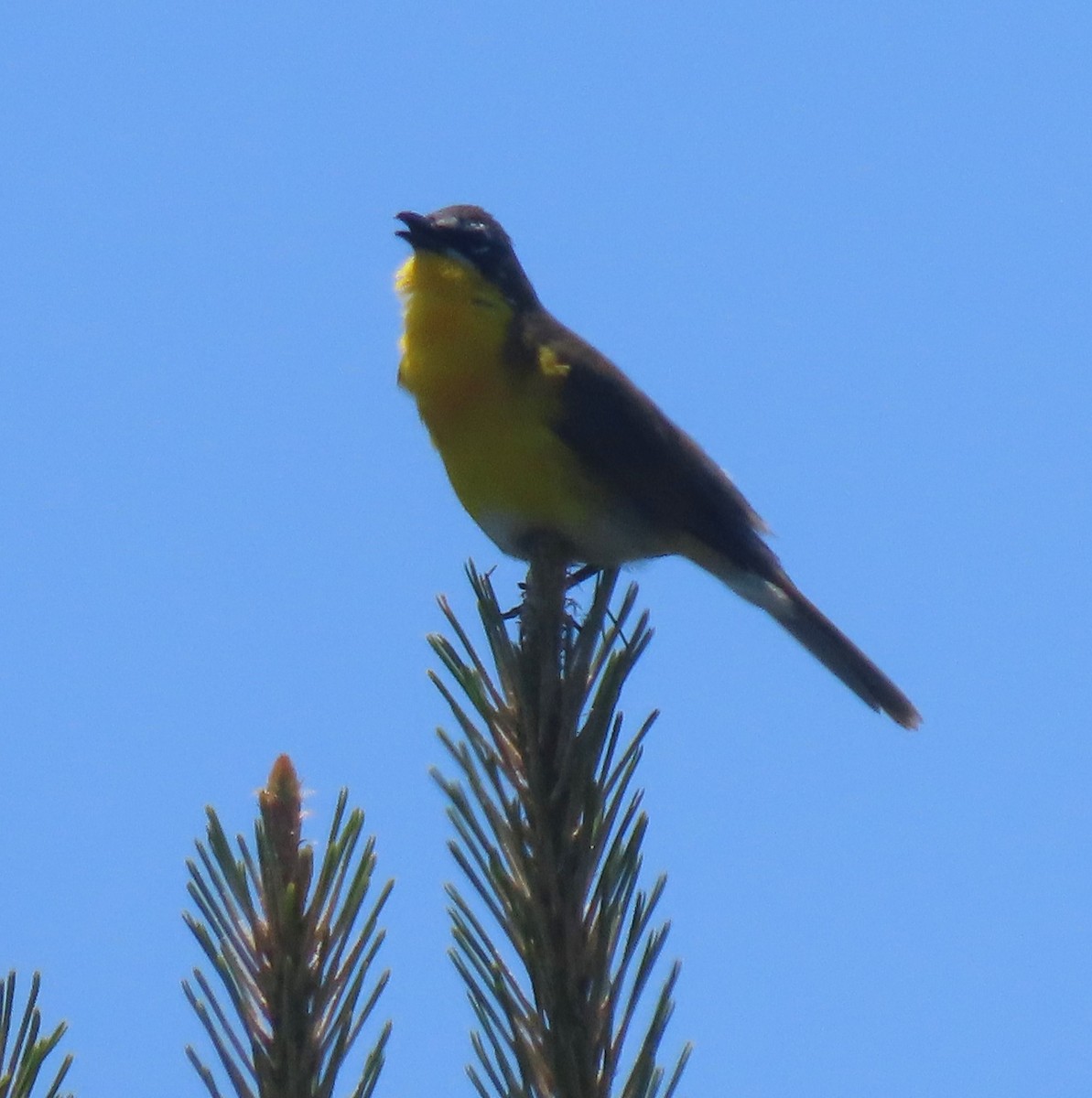 Yellow-breasted Chat - Joan Mashburn