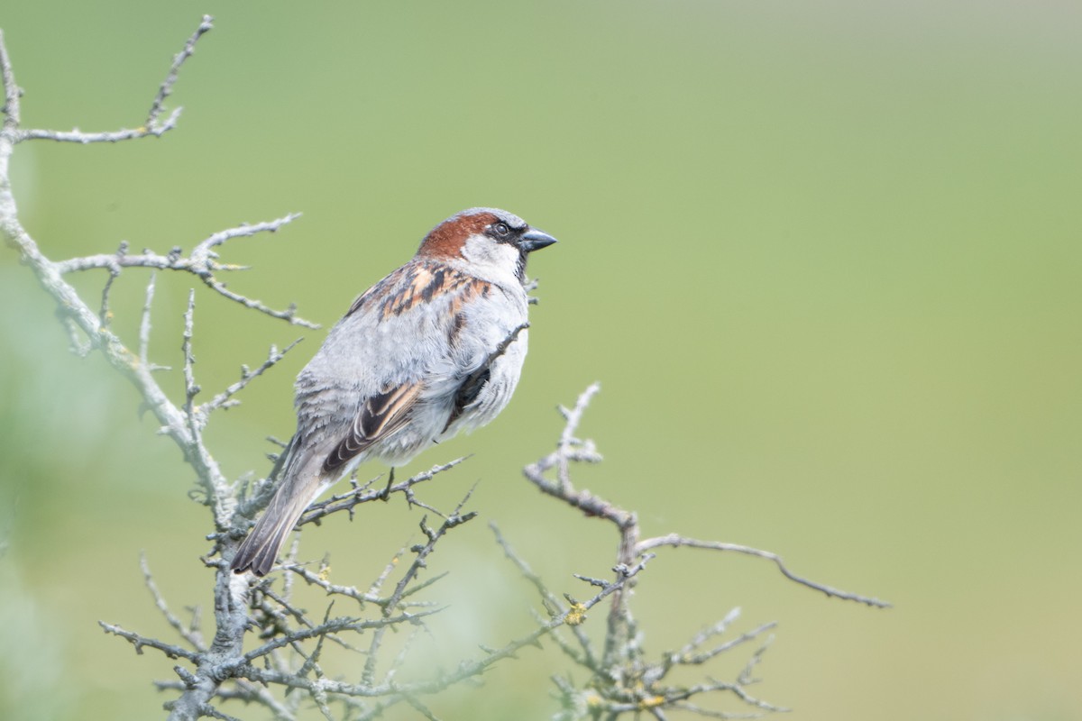 House Sparrow - Guido Van den Troost