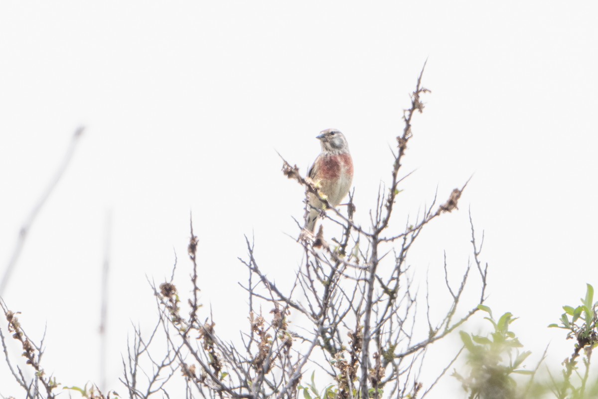 Eurasian Linnet - Guido Van den Troost