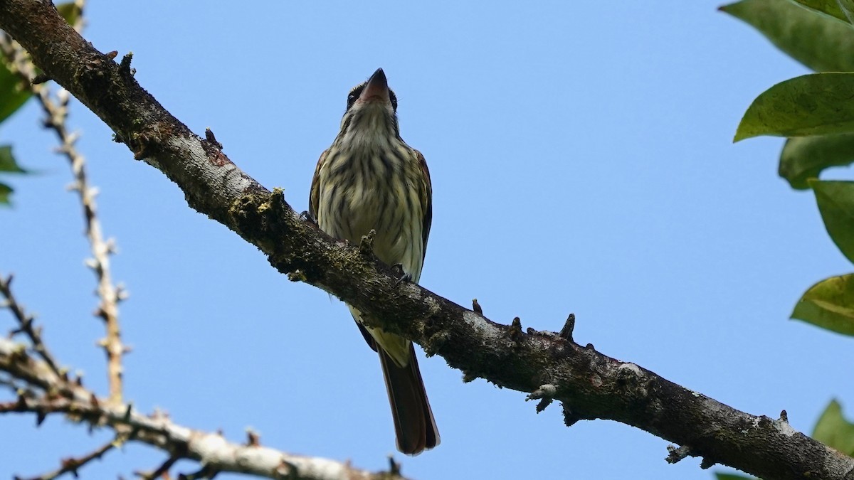 Streaked Flycatcher - Indira Thirkannad