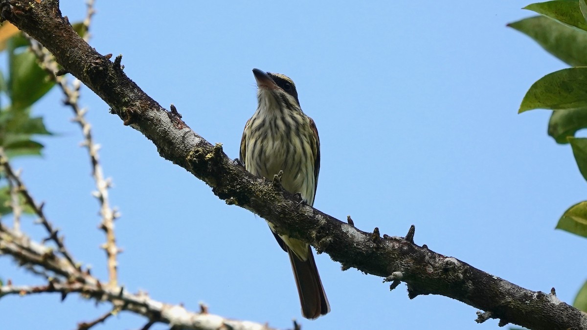 Streaked Flycatcher - ML619526465