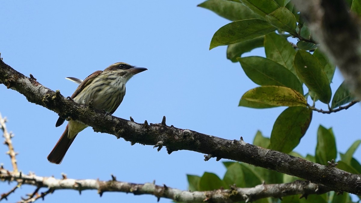 Streaked Flycatcher - Indira Thirkannad