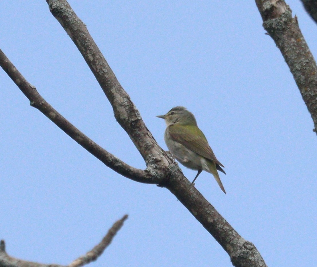 Tennessee Warbler - Hélène Crête