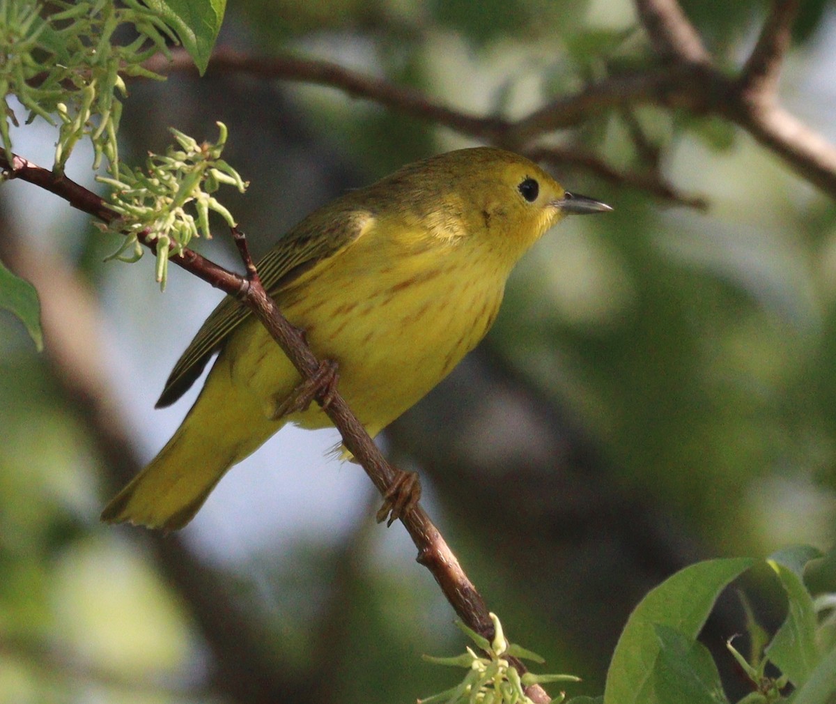 Yellow Warbler - Hélène Crête