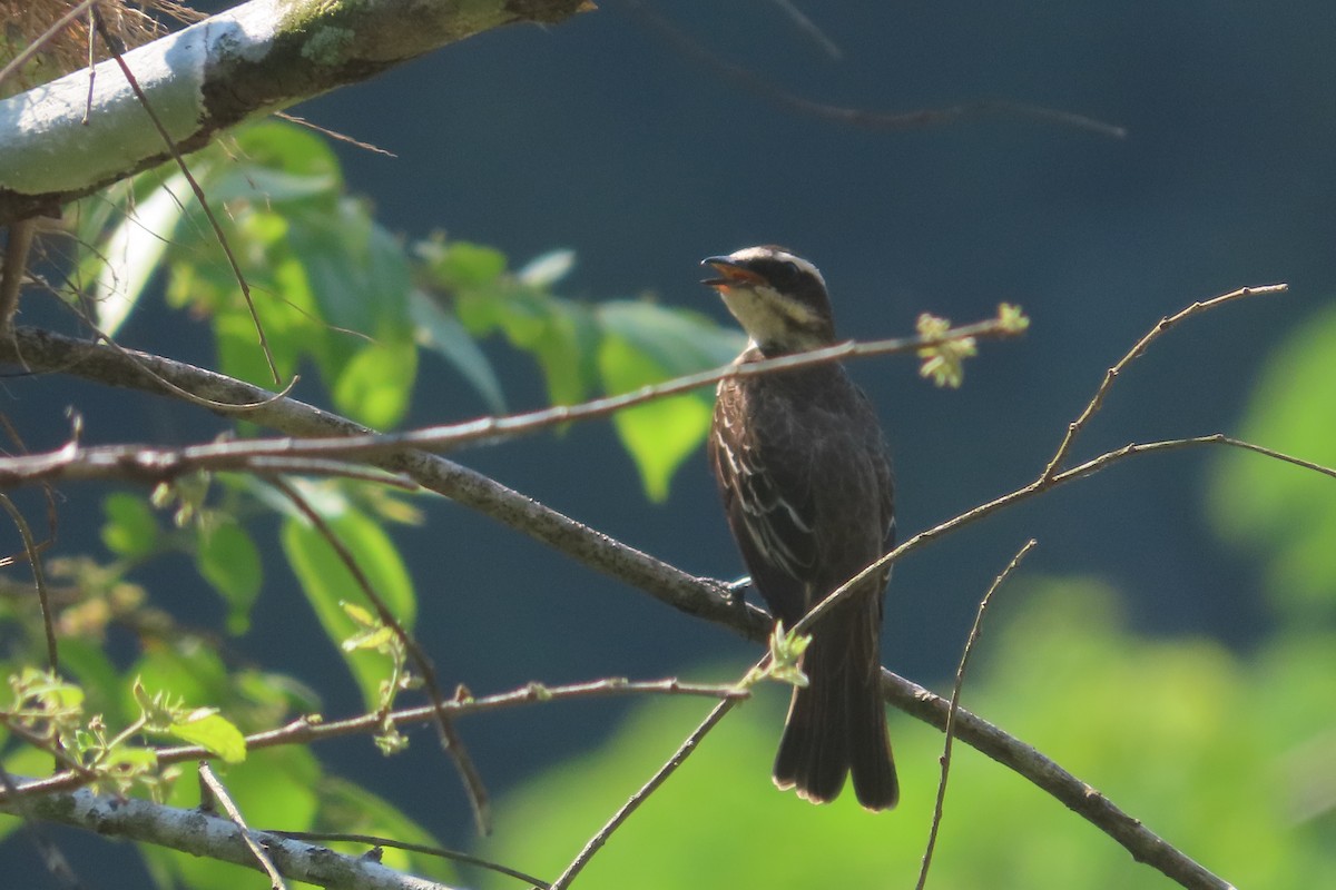 Piratic Flycatcher - David Brinkman