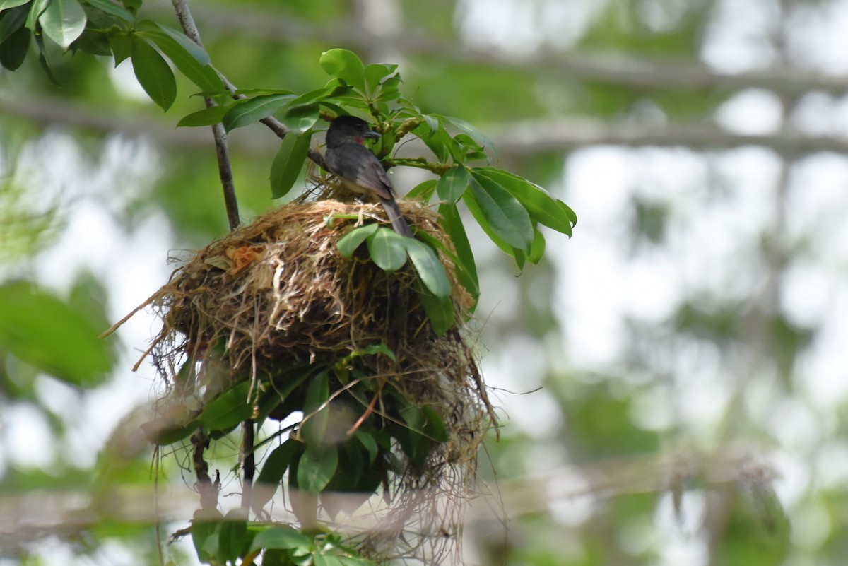 Rose-throated Becard - Bruce Mast