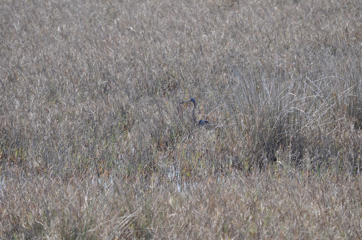 Tricolored Heron - ML619526494