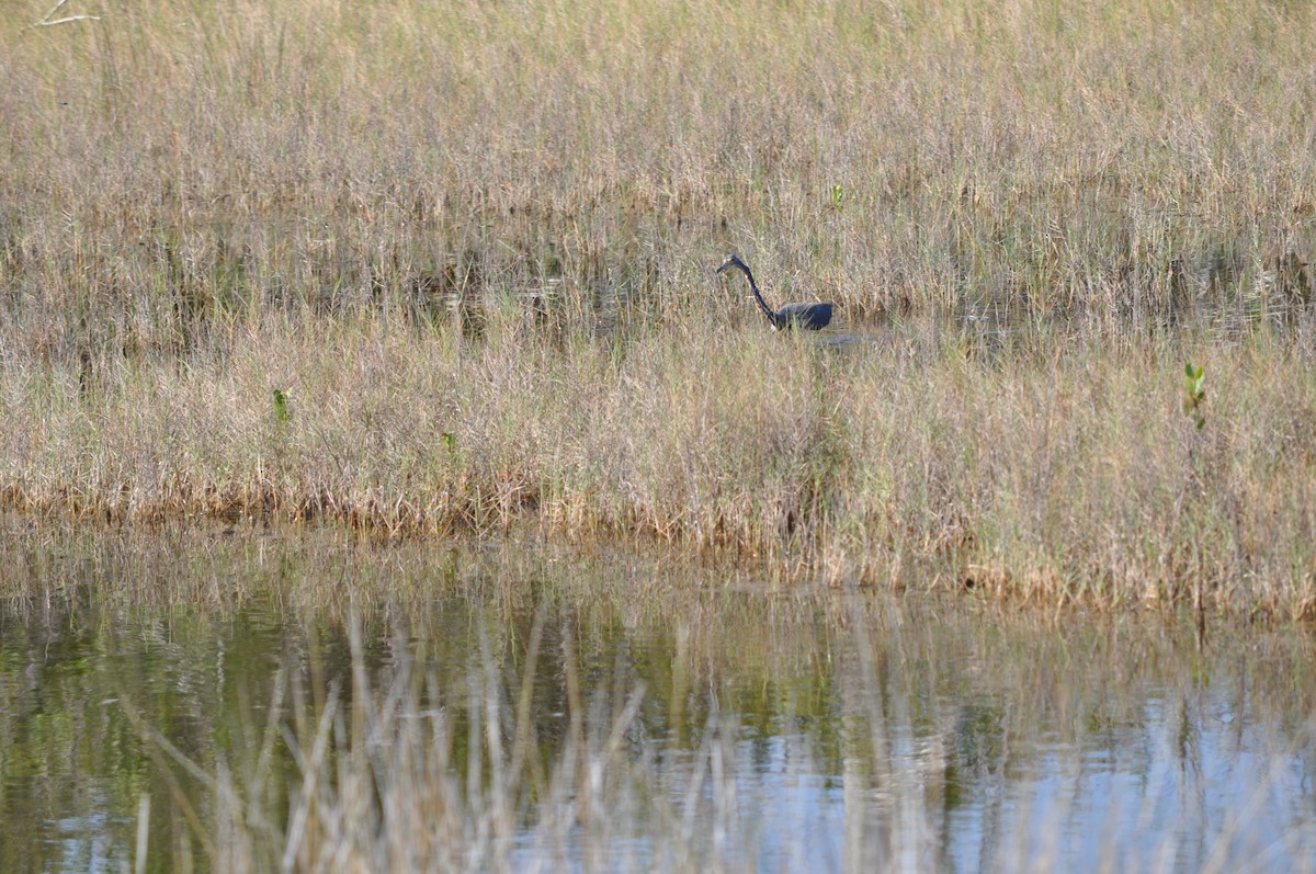 Tricolored Heron - Colin Giebner