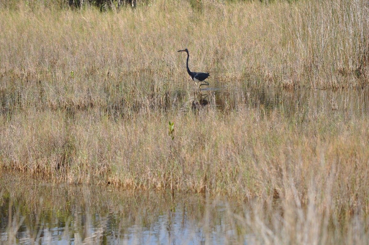 Tricolored Heron - Colin Giebner