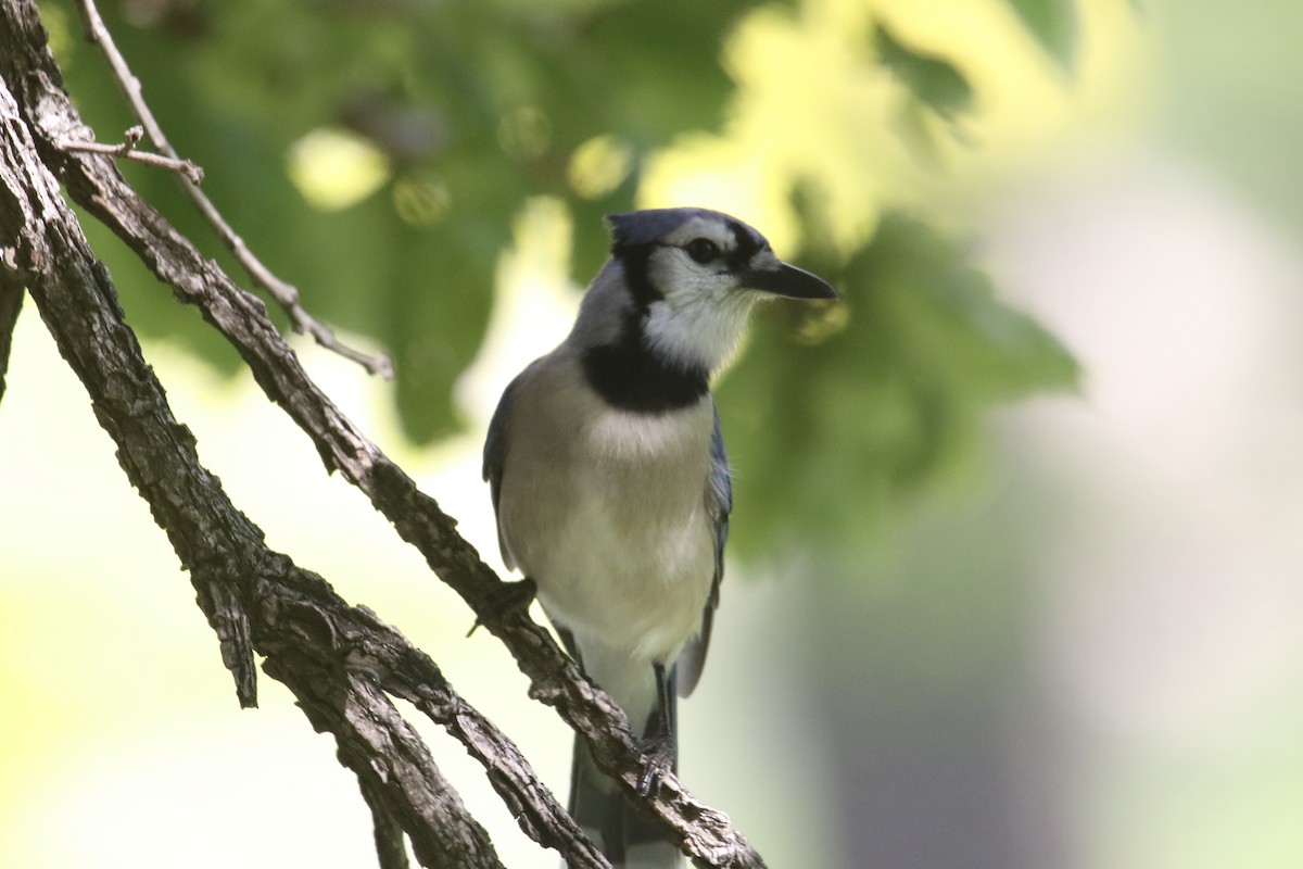 Blue Jay - Eli Weber