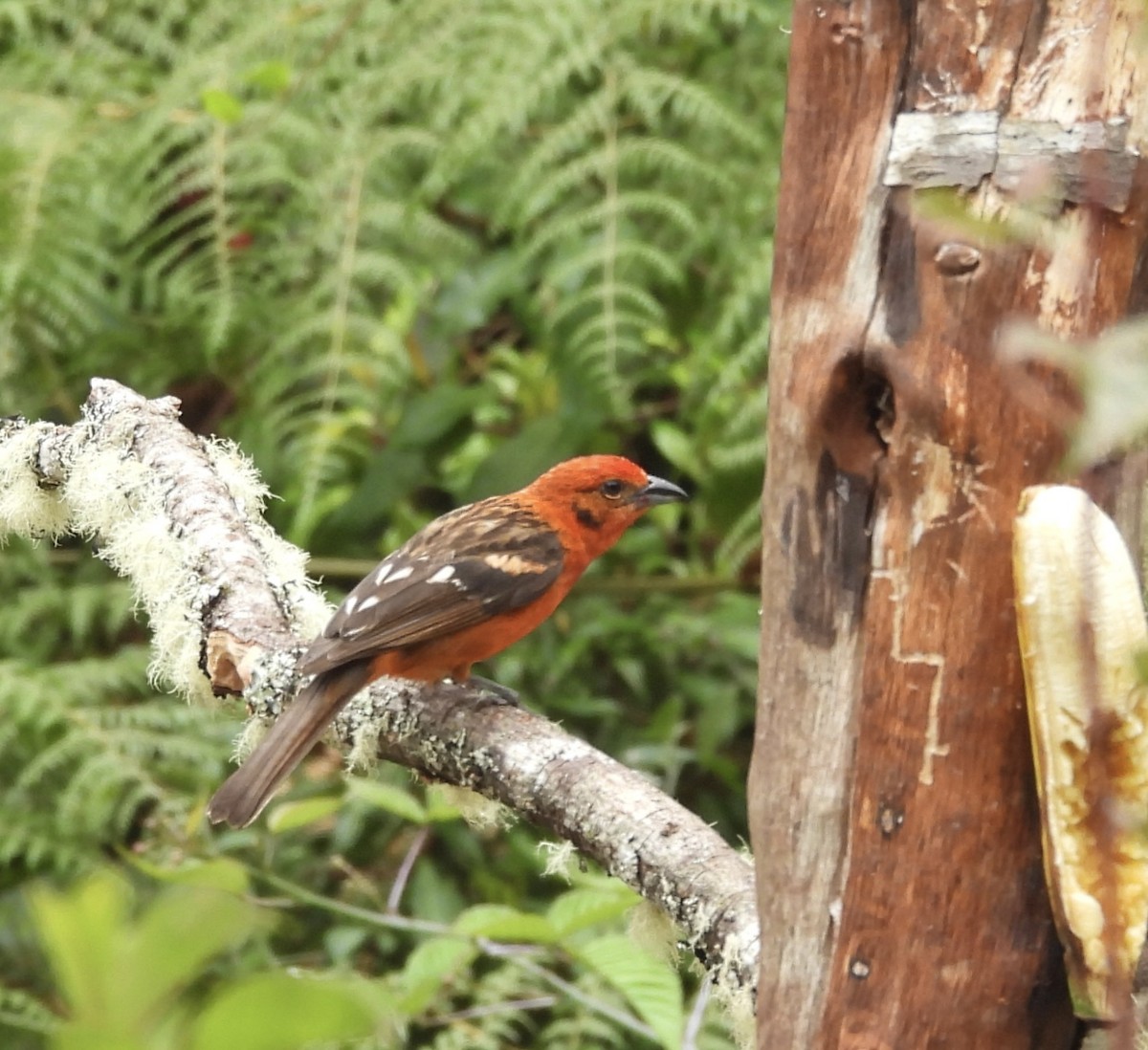 Flame-colored Tanager - Susan Thome-Barrett