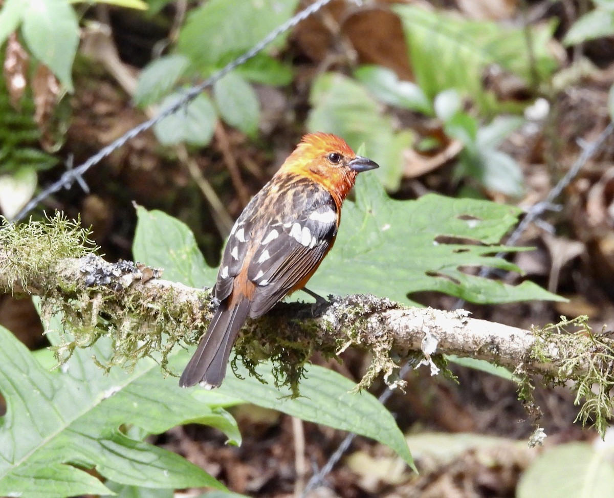 Flame-colored Tanager - Susan Thome-Barrett