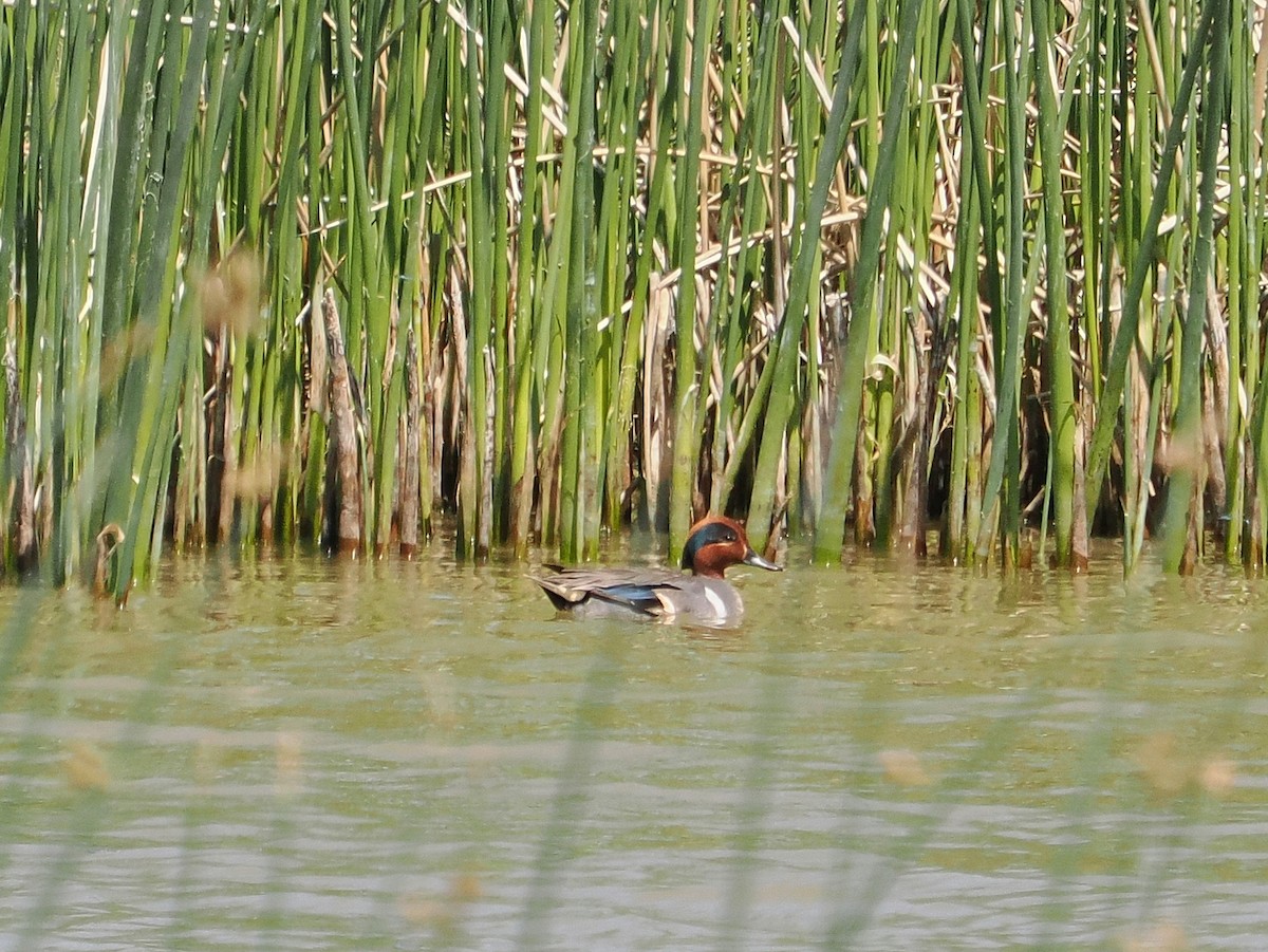 Green-winged Teal - Jack Wickel