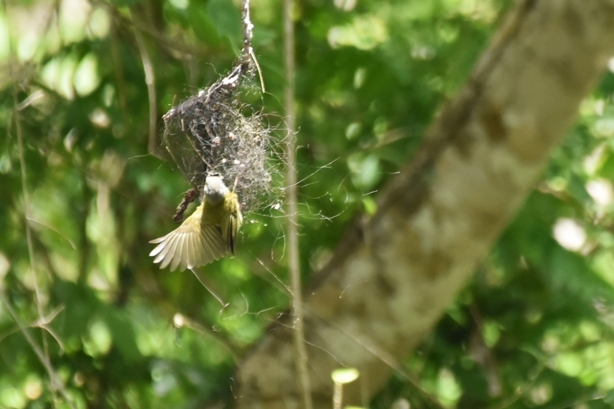 Yellow-olive Flatbill - Bruce Mast