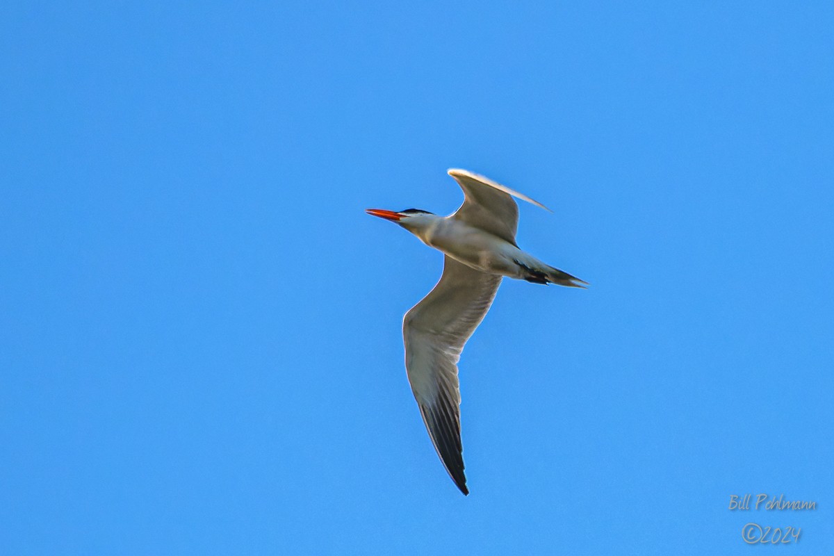 Caspian Tern - Bill Pohlmann