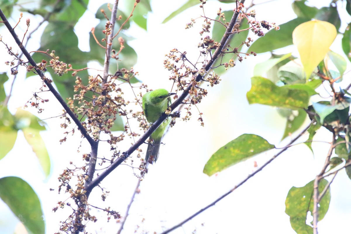 Greater Green Leafbird - ML619526534