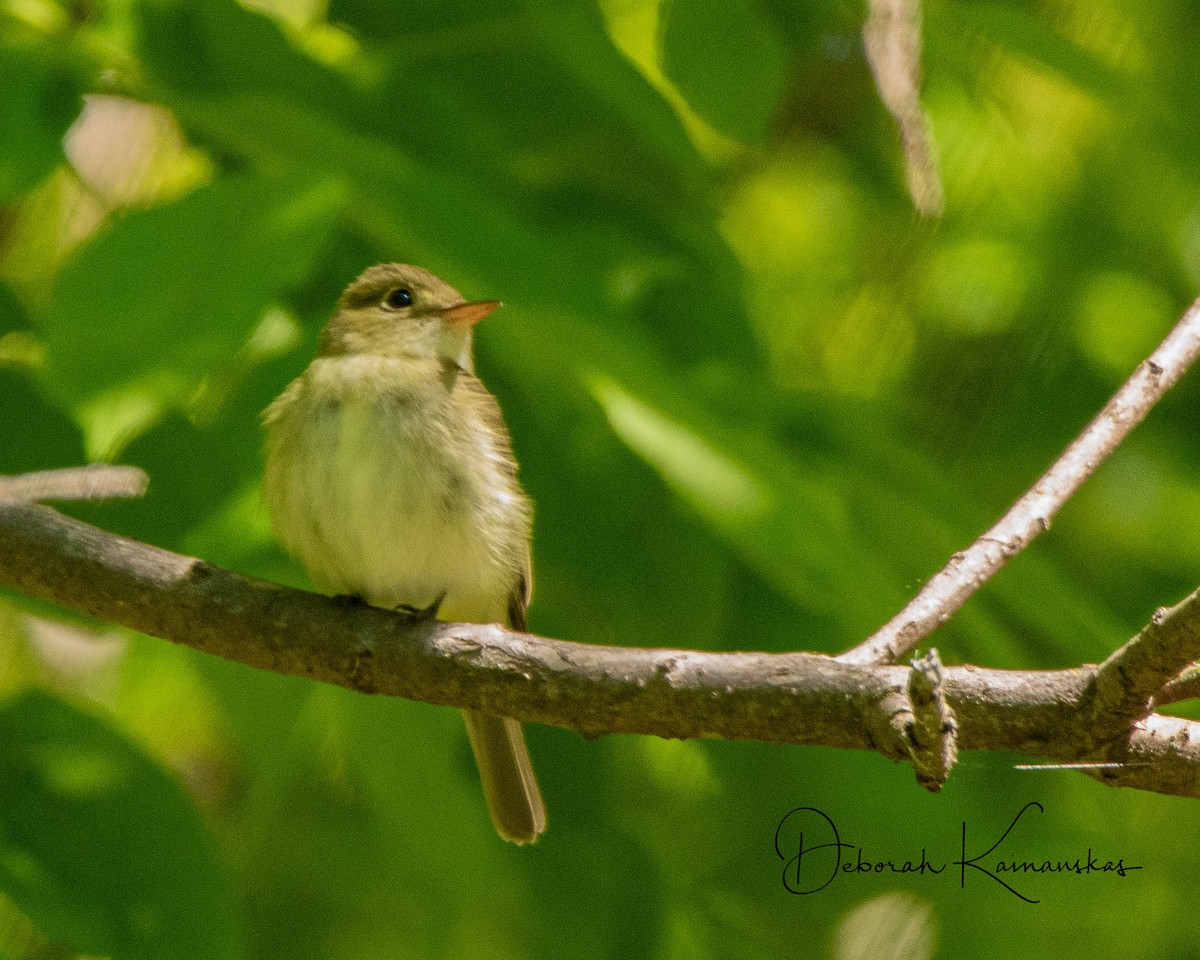 Acadian Flycatcher - Deborah Kainauskas